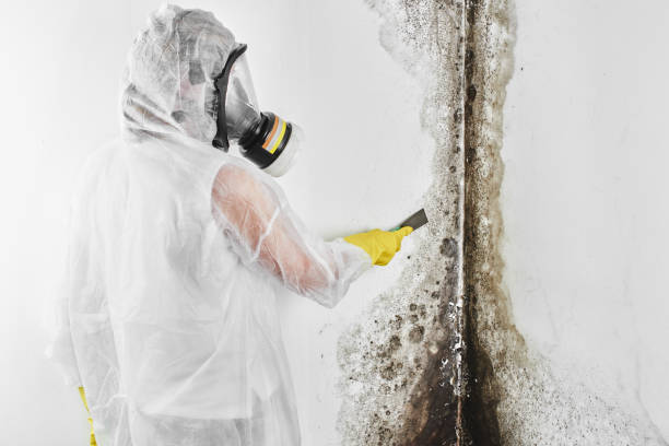 Certified Mold Removal in Kilmarnock, VA
