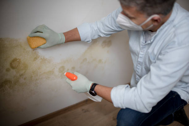 Best Fast Mold Removal  in Kilmarnock, VA