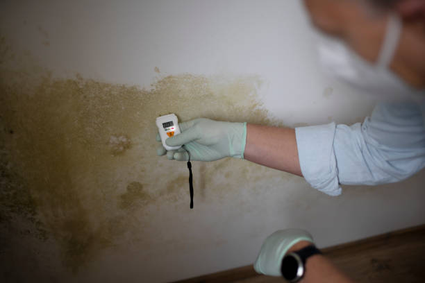 Best Toxic Mold Removal  in Kilmarnock, VA