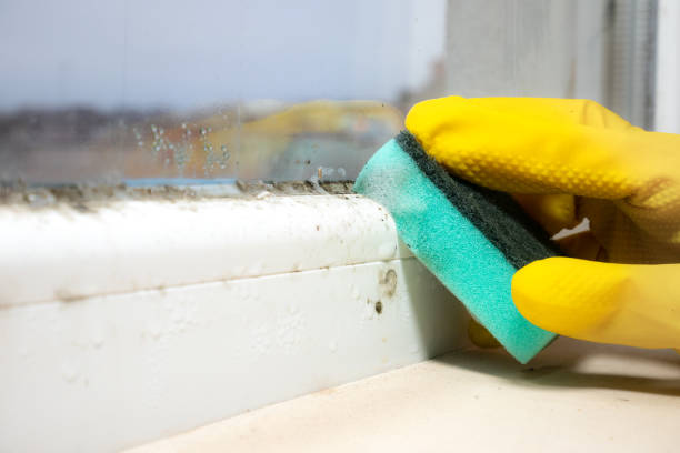Best Mold Damage Repair  in Kilmarnock, VA