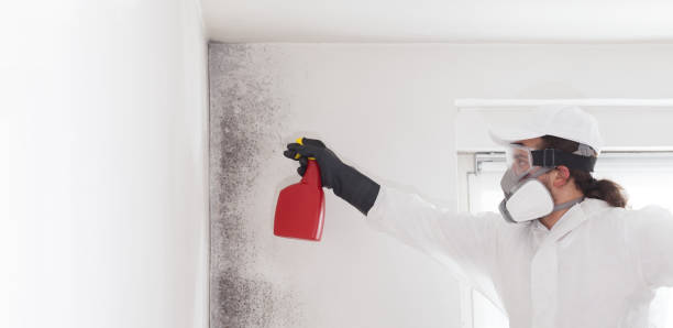 Attic Mold Removal in Kilmarnock, VA