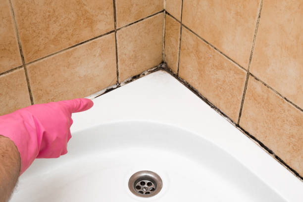 Best Mold Remediation  in Kilmarnock, VA